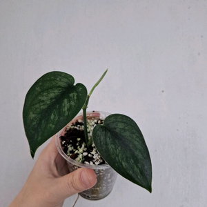 스킨답서스 시실림 택포