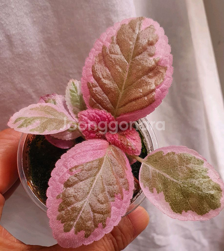 에피스시아 핑크헤븐--0