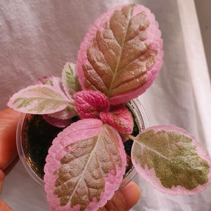 에피스시아 핑크헤븐