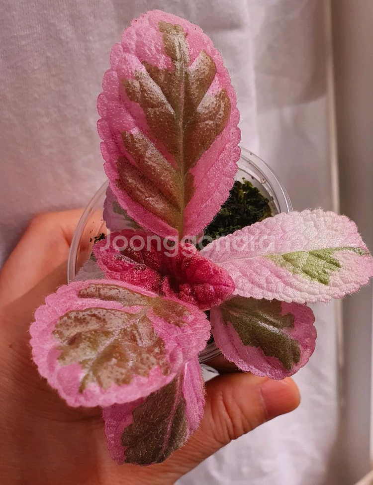 에피스시아 핑크헤븐--1