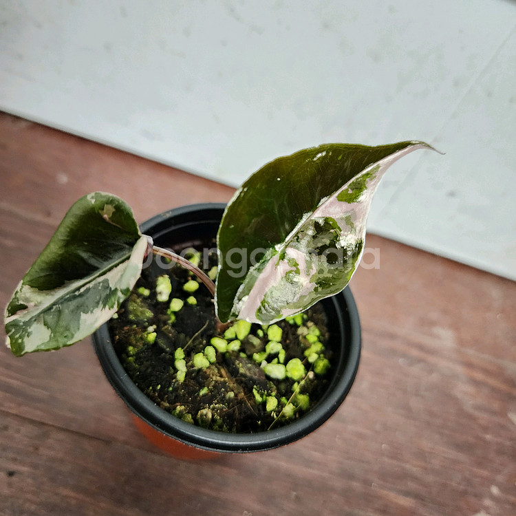 알로카시아 찬트리에 화이트 핑크 바리에가타 (자구개체)--1