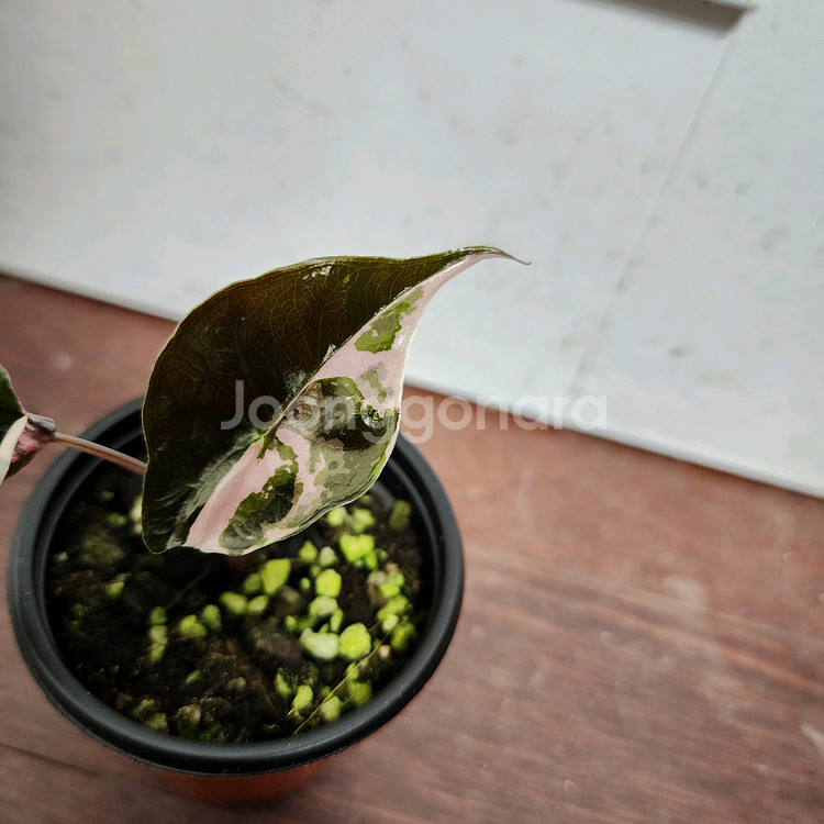 알로카시아 찬트리에 화이트 핑크 바리에가타 (자구개체)--2