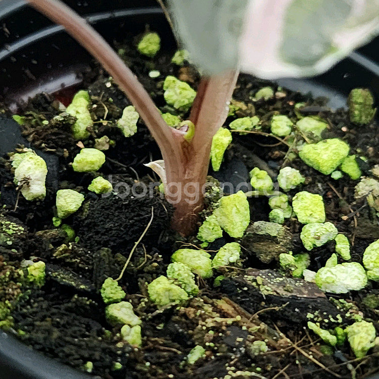 알로카시아 찬트리에 화이트 핑크 바리에가타 (자구개체)--3