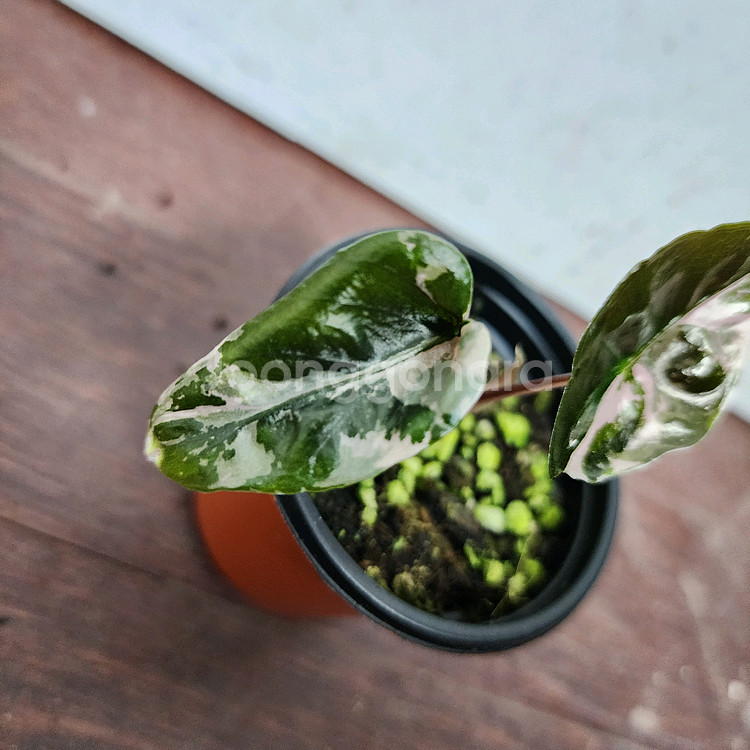 알로카시아 찬트리에 화이트 핑크 바리에가타 (자구개체)--0