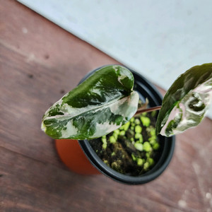 알로카시아 찬트리에 화이트 핑크 바리에가타 (자구개체)