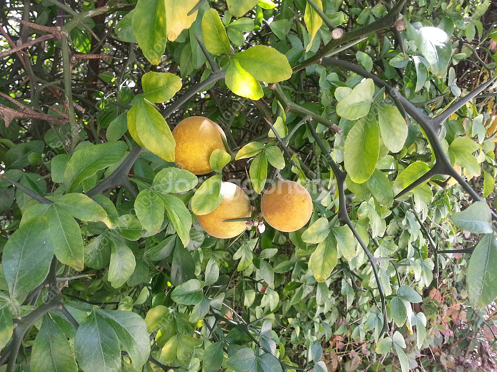 탱자~ 자연산 노란생탱자 떨이칩니다~--0