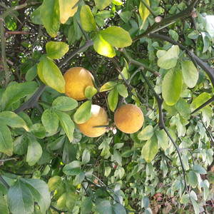 자연산 노란생탱자