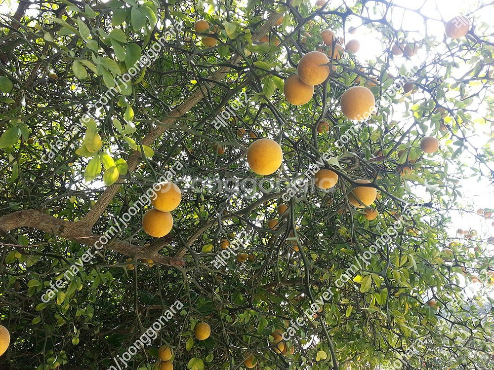 탱자~ 자연산 노란생탱자 떨이칩니다~--1