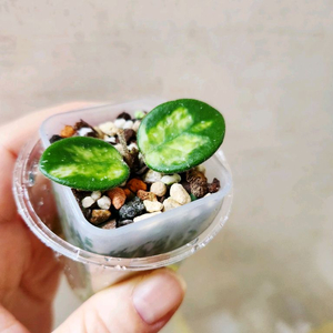 호야마틸드바리에가타