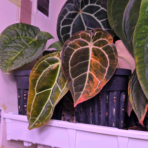 안스리움 크리스탈리넘 바리에가타