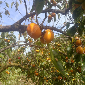 빛그린 광양 단감, 자연산입니다.