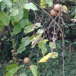 토종황금돌배, 자연산입니다~