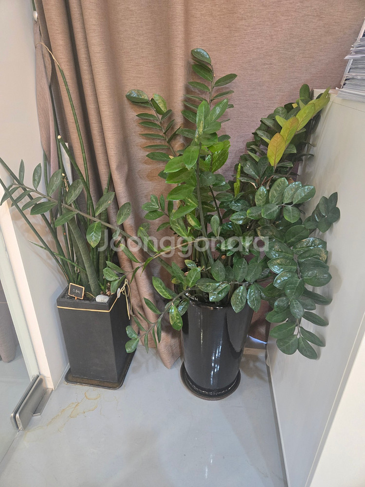 *사무실 화분 30개 한번에 모두 가져가실분--6