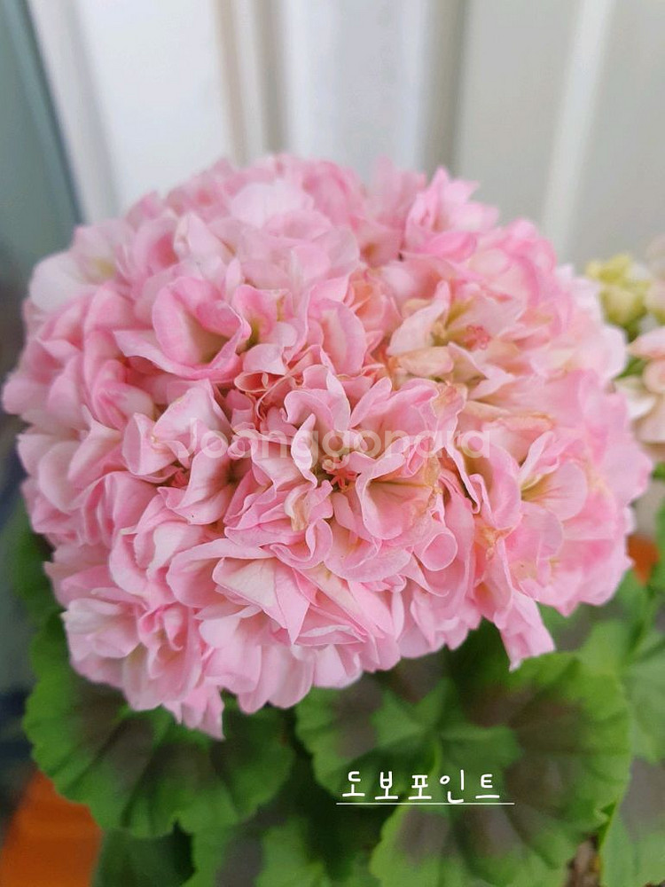 제라늄 3종 또송빛,빛나빛 ,도보포인트 꽃대있음--2