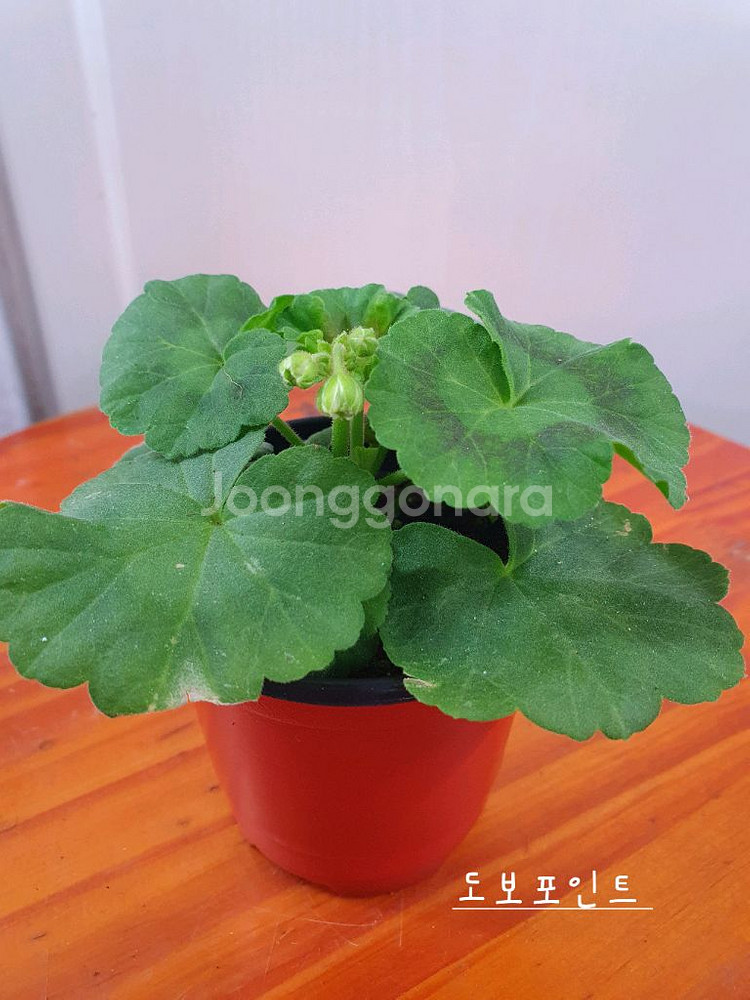 제라늄 3종 또송빛,빛나빛 ,도보포인트 꽃대있음--4