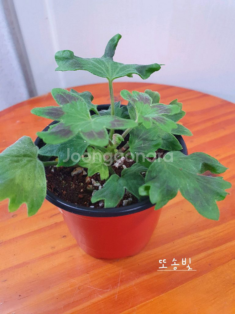 제라늄 3종 또송빛,빛나빛 ,도보포인트 꽃대있음--3