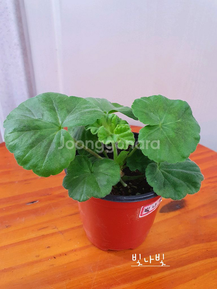 제라늄 3종 또송빛,빛나빛 ,도보포인트 꽃대있음--5