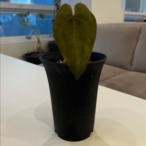 안스리움 에오스 다크폼 분양