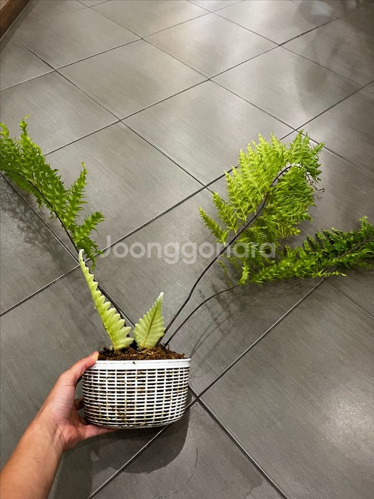 드라이나리아 리기둘라 와이테이 대품 분양--1