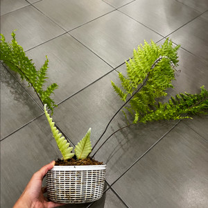 드라이나리아 리기둘라 와이테이 대품 분양