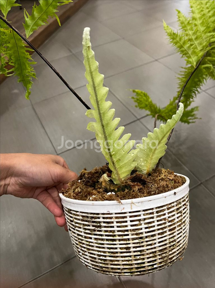 드라이나리아 리기둘라 와이테이 대품 분양--2