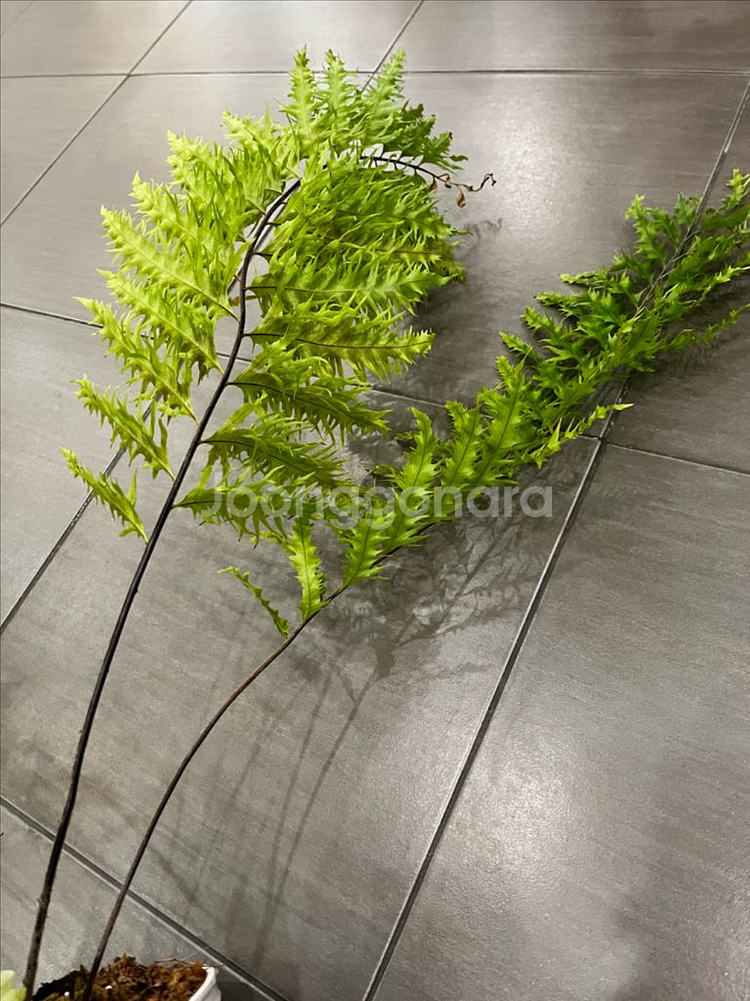 드라이나리아 리기둘라 와이테이 대품 분양--4