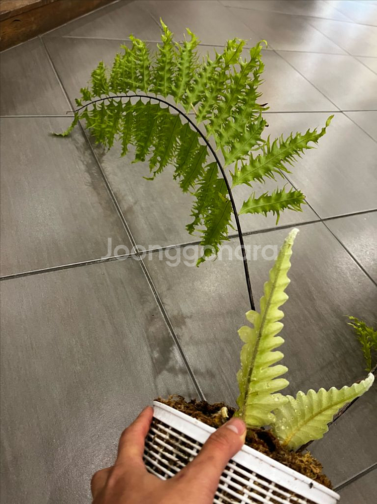 드라이나리아 리기둘라 와이테이 대품 분양--5