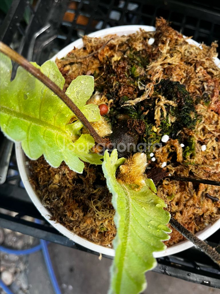 드라이나리아 리기둘라 와이테이 대품 분양--3