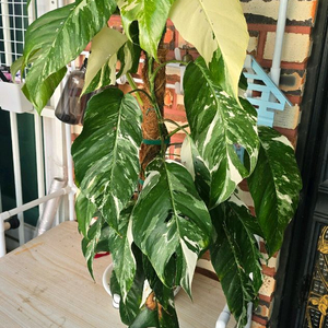 에피프레넘 피나텀 대품