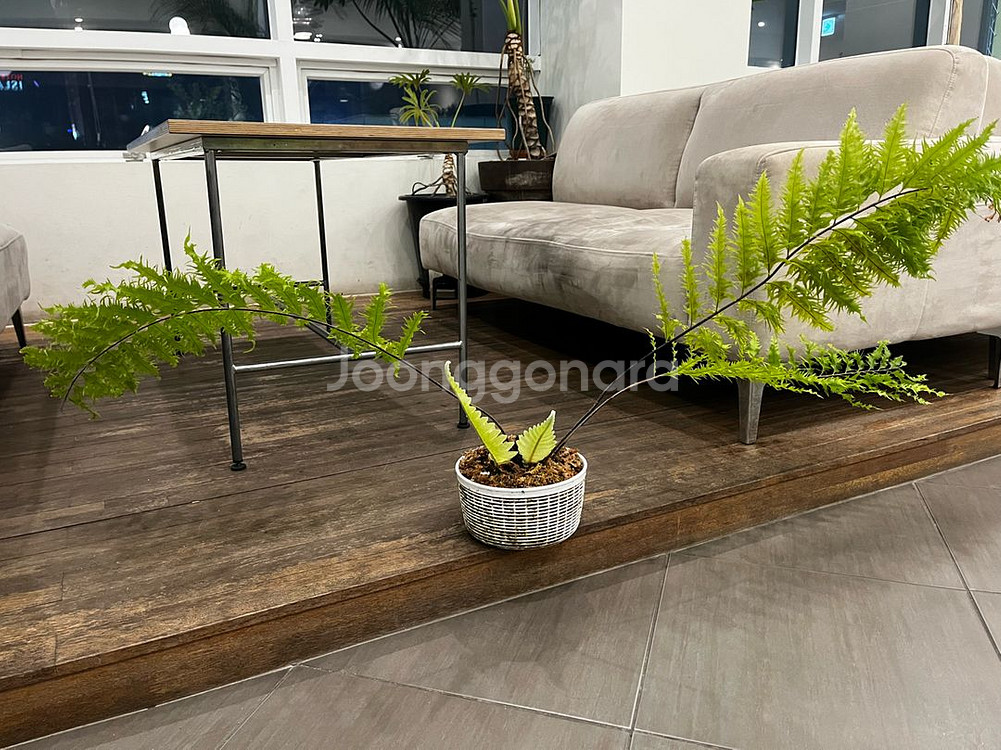 드라이나리아 리기둘라 와이테이 대품 분양--0