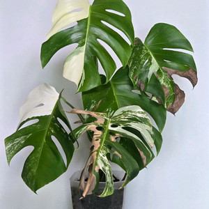 몬스테라 알보