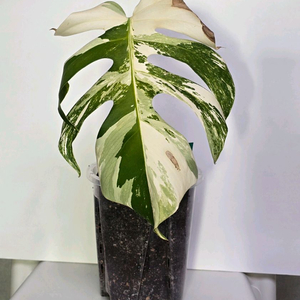 몬스테라 알보 삽수