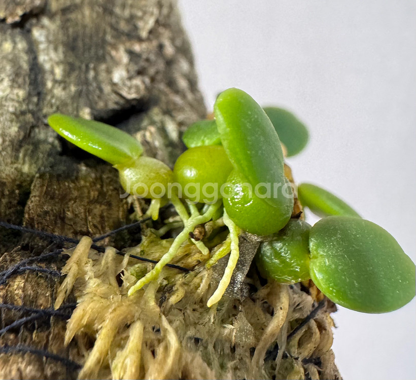 소형난 트리아스 인터미디아--1