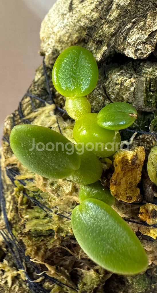 소형난 트리아스 인터미디아--0