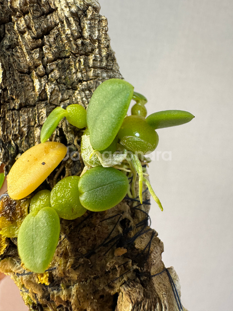 소형난 트리아스 인터미디아--2