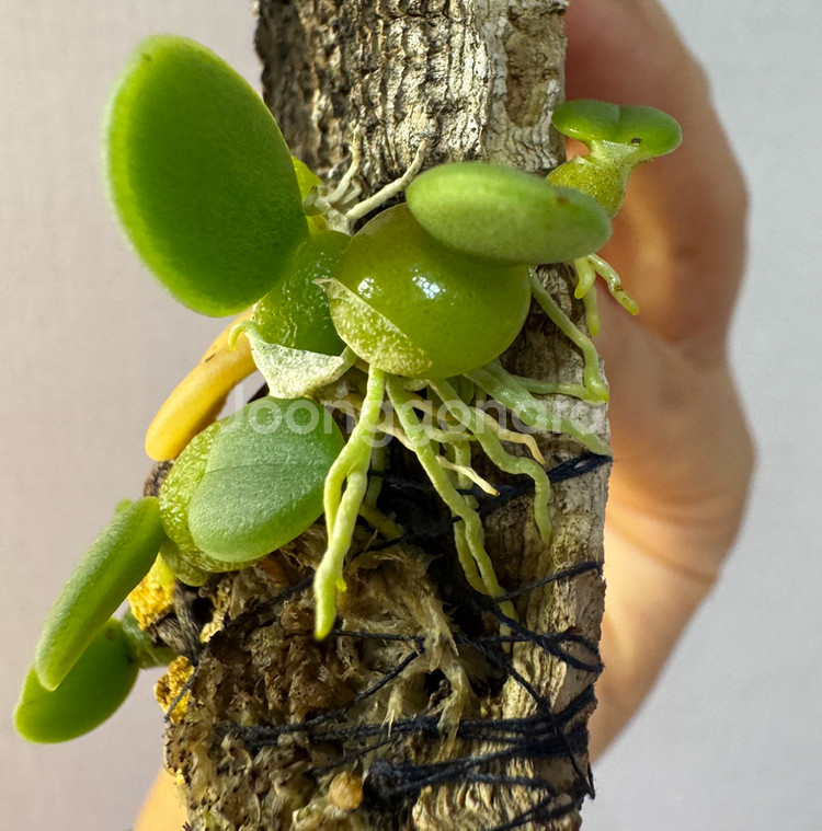 소형난 트리아스 인터미디아--3