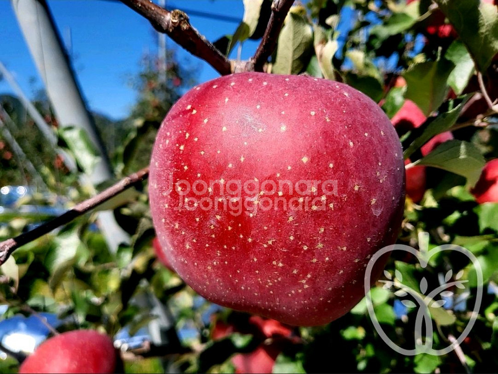 케이윈후지 사과묘목--0