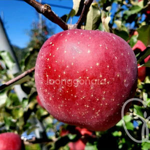 케이윈후지 사과묘목