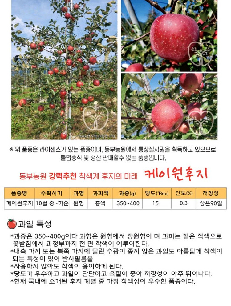 케이윈후지 사과묘목--1