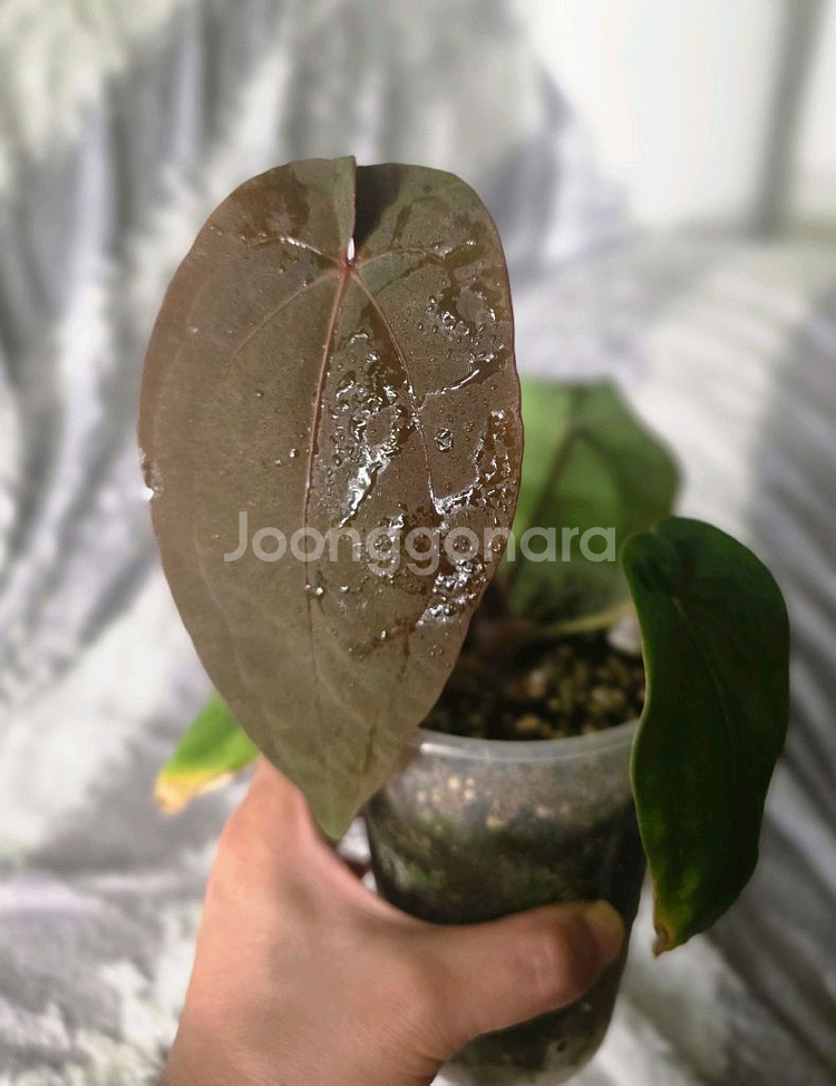 안스리움 안톨라키BVEP 셀렉개체클론 (알로카시아x)--1