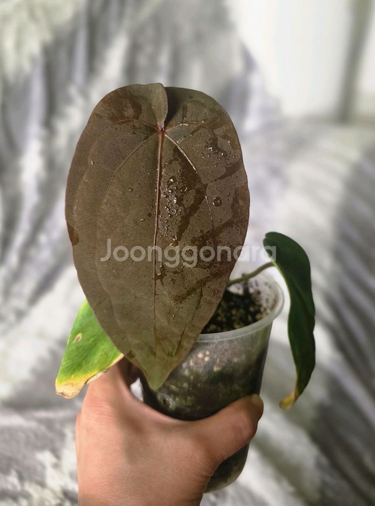 안스리움 안톨라키BVEP 셀렉개체클론 (알로카시아x)--0