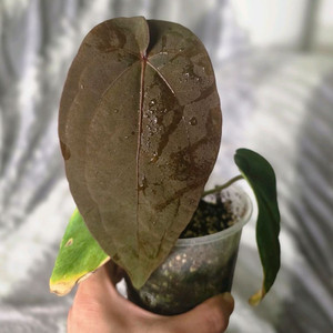 안스리움 안톨라키BVEP 셀렉개체클론 (알로카시아x)