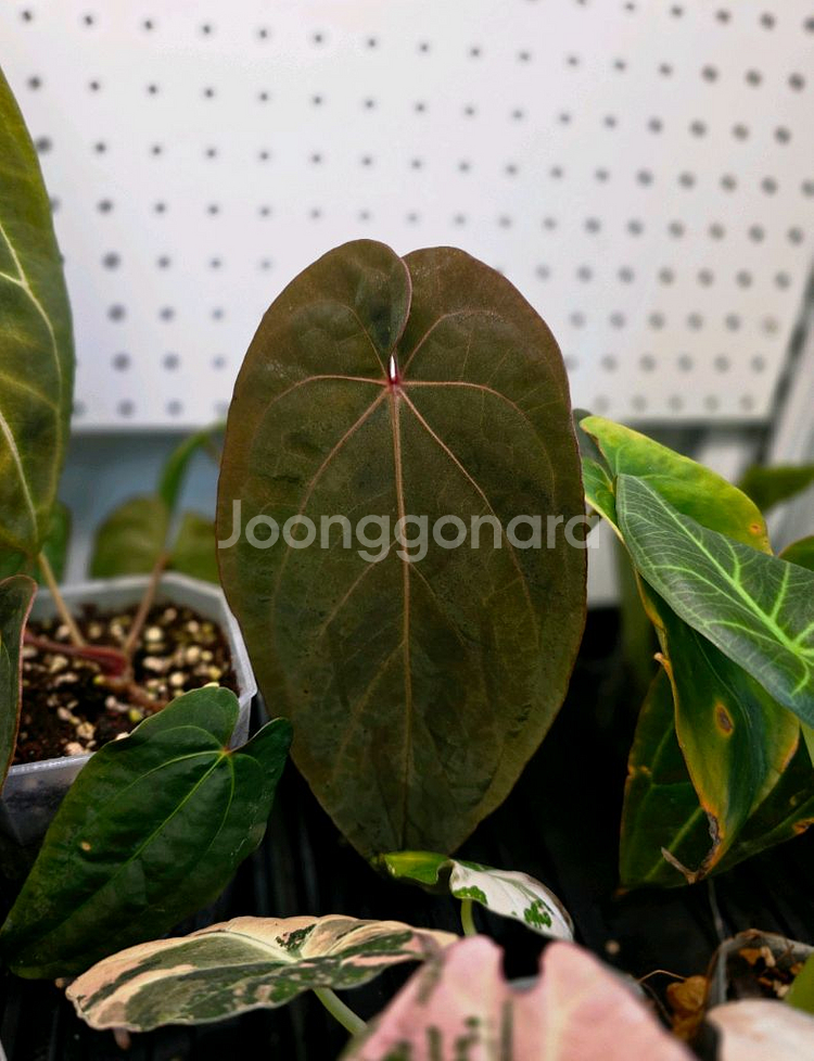 안스리움 안톨라키BVEP 셀렉개체클론 (알로카시아x)--3