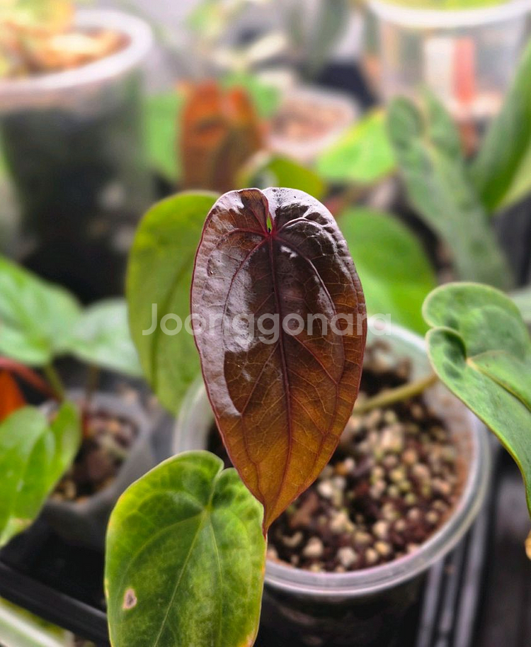 안스리움 안톨라키BVEP 셀렉개체클론 (알로카시아x)--2