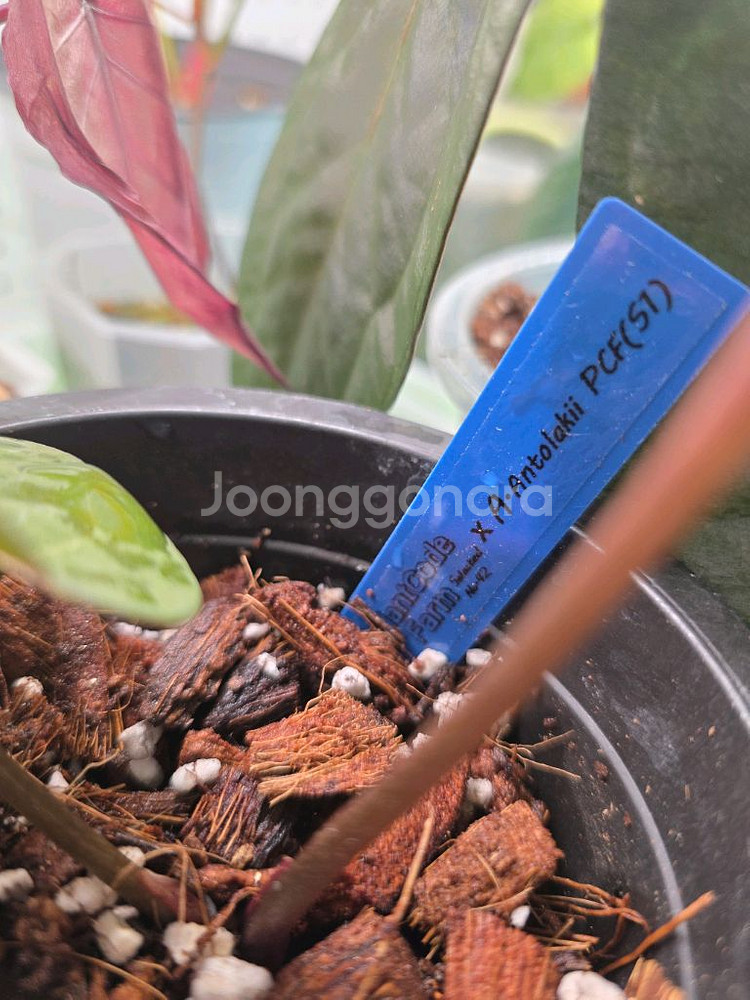 안스리움 안톨라키BVEP 셀렉개체클론 (알로카시아x)--5