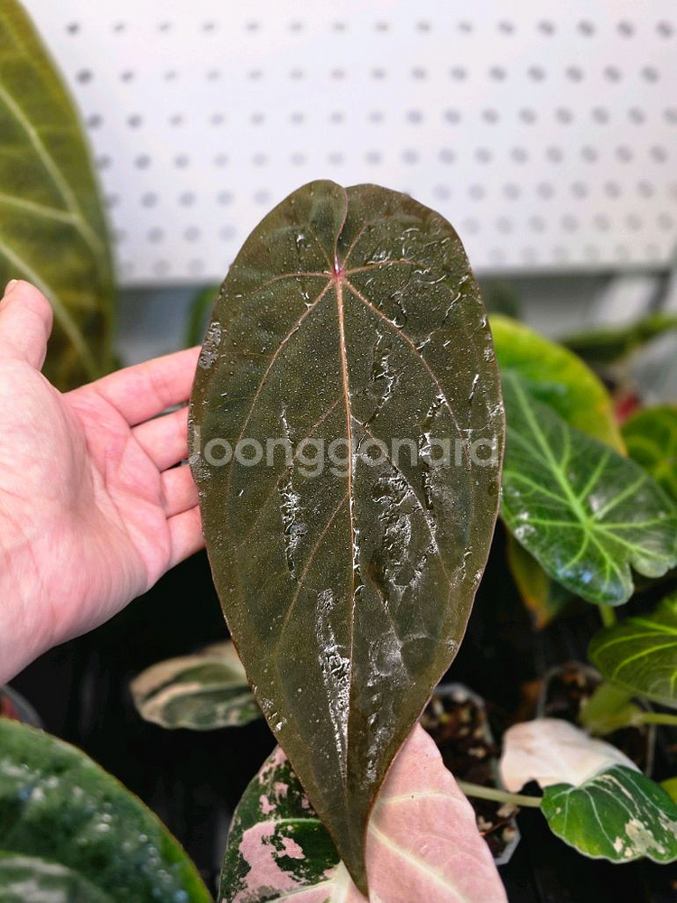 안스리움 안톨라키BVEP 셀렉개체클론 (알로카시아x)--4