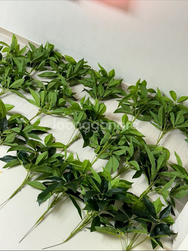 파키라 부쉬 20개 (55-60cm)--0