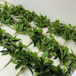 파키라 부쉬 20개 (55-60cm)