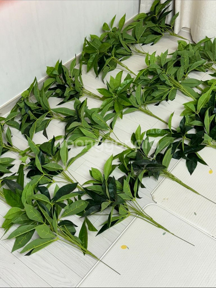 파키라 부쉬 20개 (55-60cm)--1