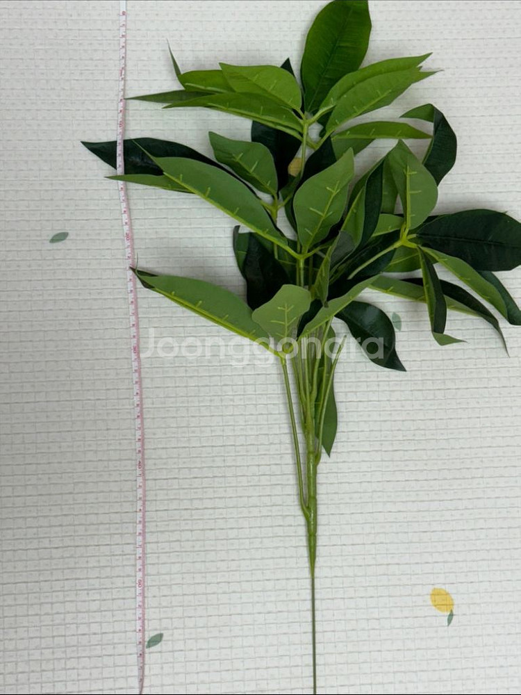 파키라 부쉬 20개 (55-60cm)--3